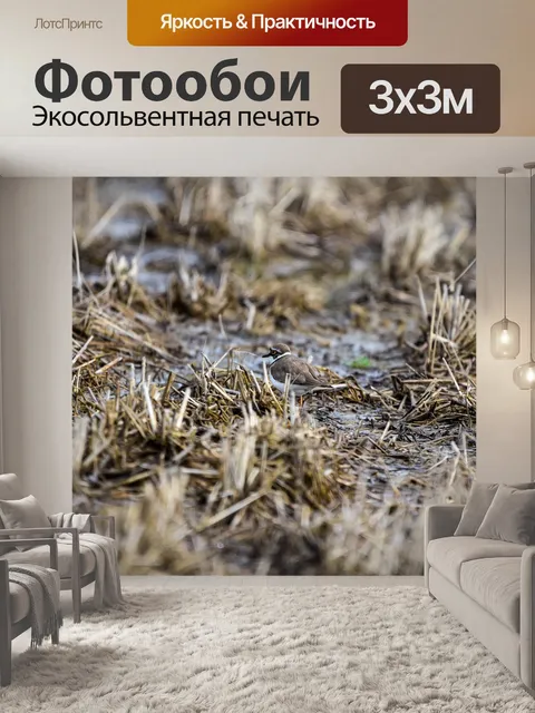 Фотообои Животное