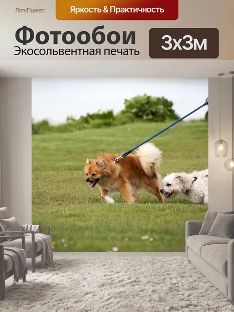 Фотообои Собаки на прогулке