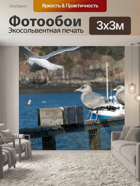 Фотообои Чайка в полете
