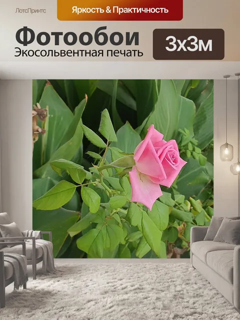Фотообои Роза