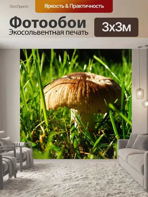 Фотообои Гриб