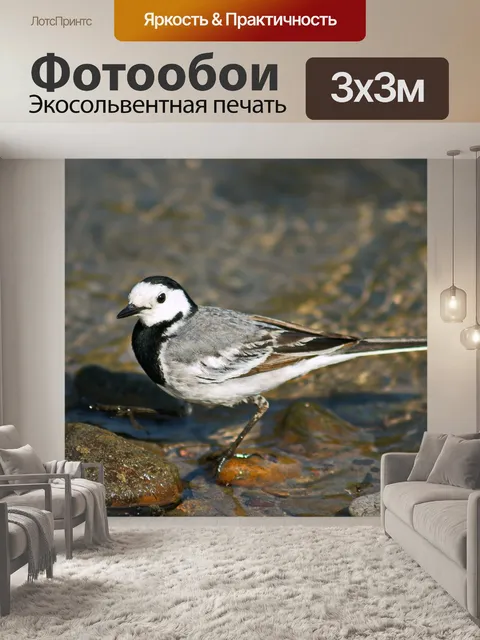 Фотообои Птица