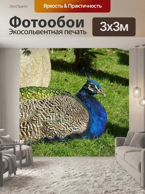 Фотообои Павлин