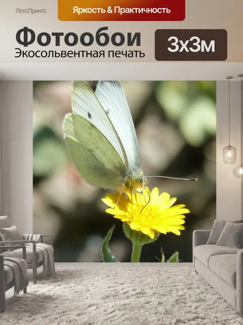 Фотообои Бабочка