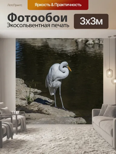 Фотообои Большая белая цапля
