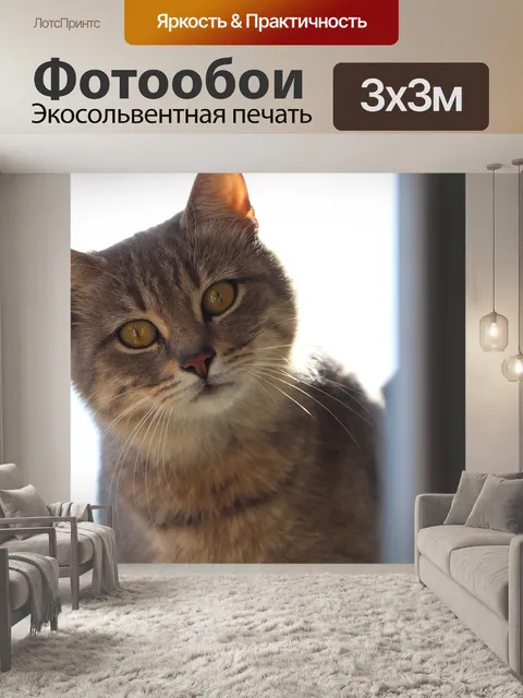 Фотообои Кошка