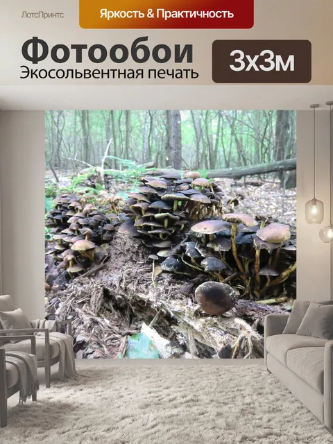 Фотообои Грибы
