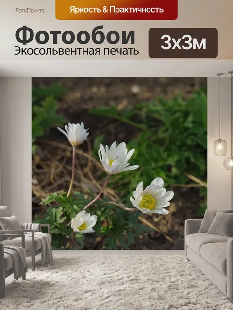 Фотообои Лесной мак