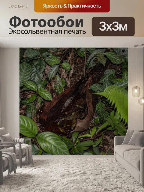 Фотообои Дождевой лес