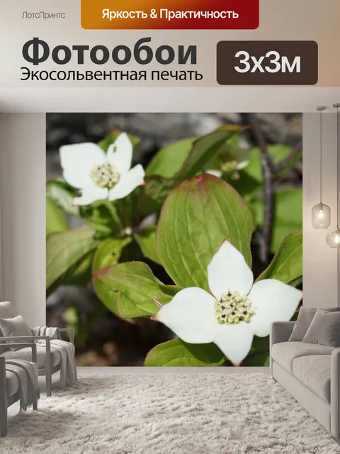 Фотообои Цветы