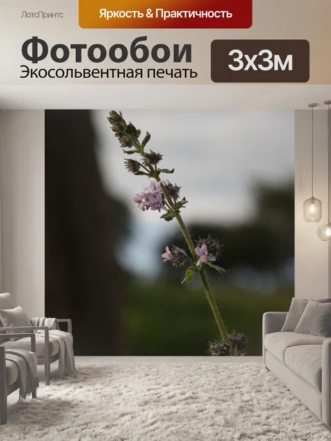Фотообои Гриб