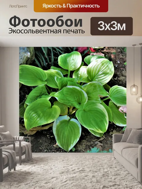 Фотообои Зеленый и Белый Хоста