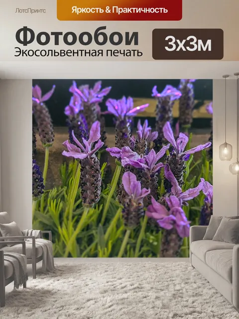 Фотообои Лаванда в цвету