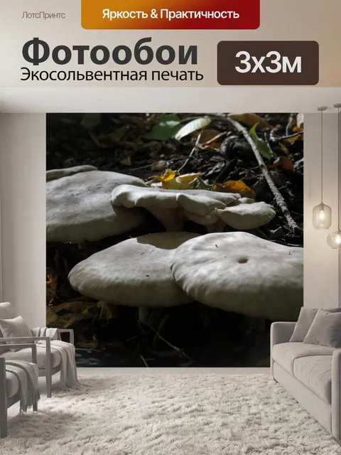 Фотообои Грибы