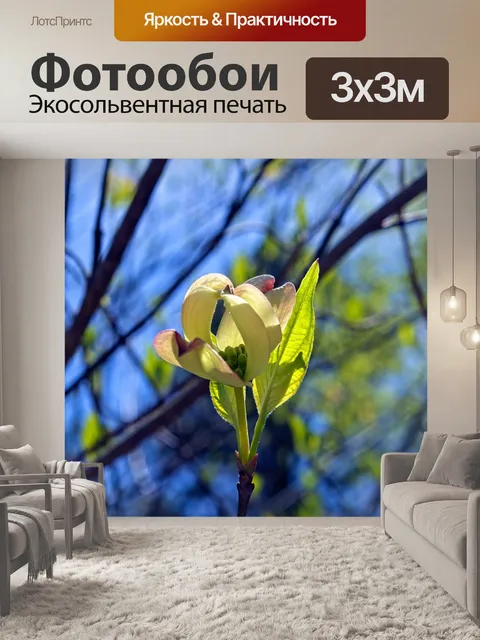 Фотообои Открытие кизил зацветет