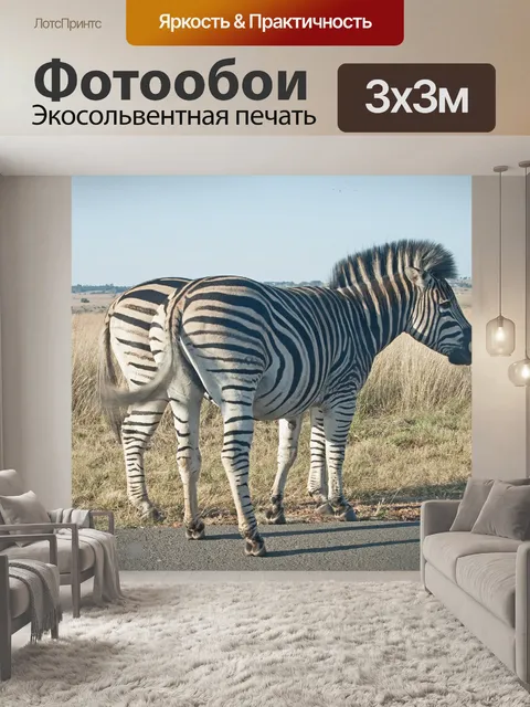 Фотообои Zebra рядом с дорогой