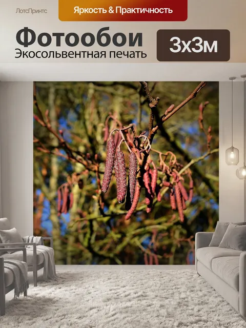 Фотообои Шишки