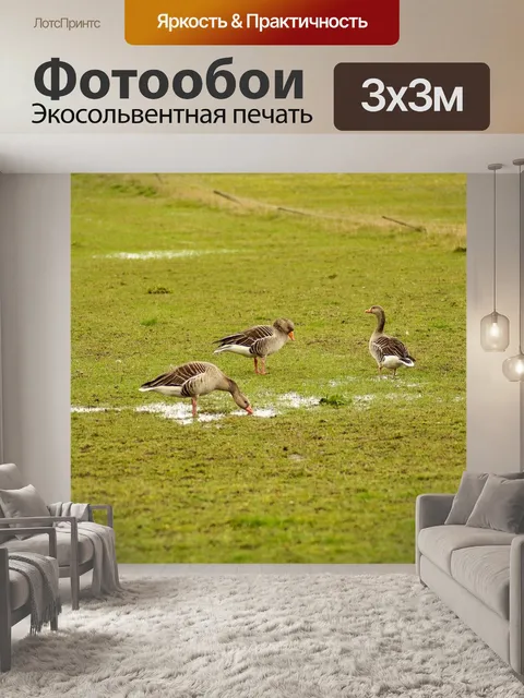 Фотообои Гуси