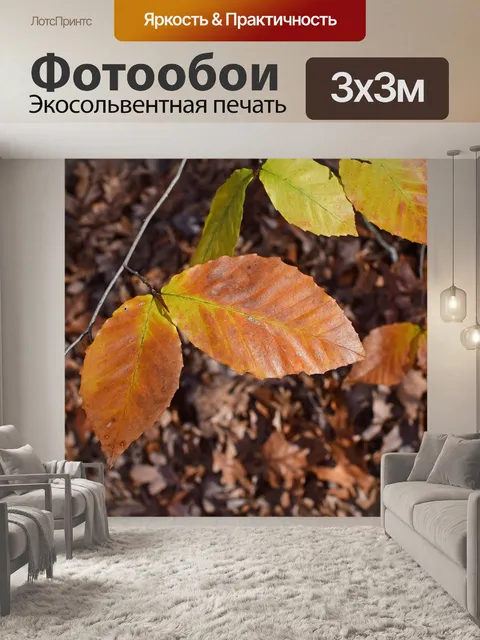 Фотообои Листья бука