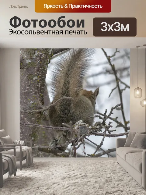 Фотообои Белка