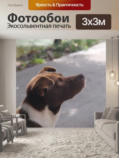 Фотообои Собака