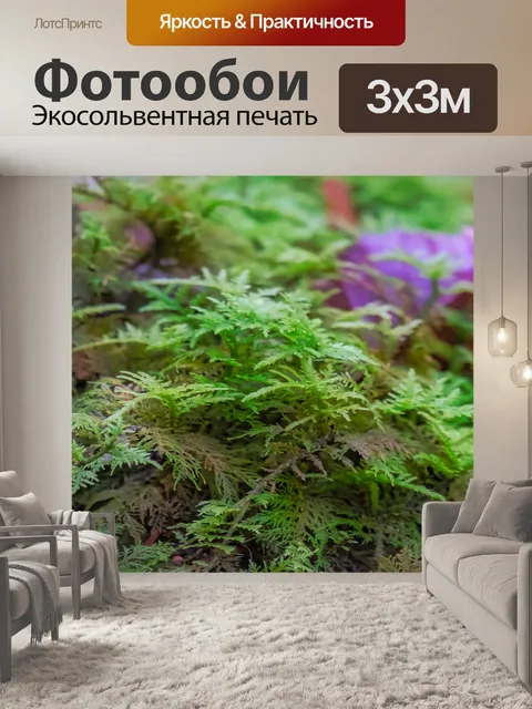 Фотообои Папоротник