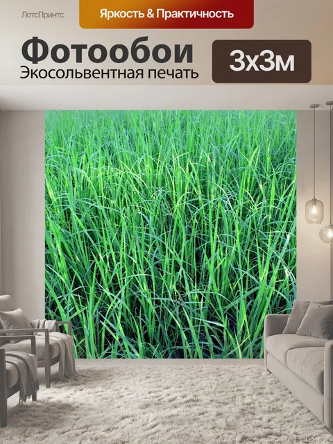 Фотообои Зеленое рисовое поле