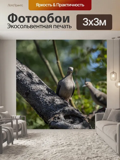 Фотообои Пара траурных голубей на ветке