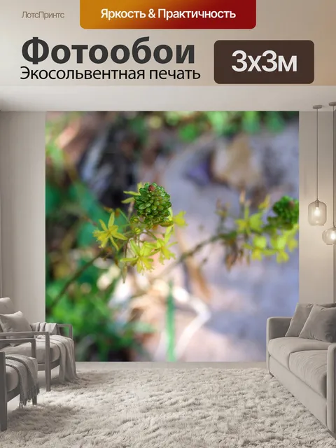 Фотообои Bulbinella бутоны