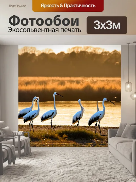 Фотообои с журавлями, которые собираются на берегу реки во время золотого часа, когда солнечные лучи освещают их…