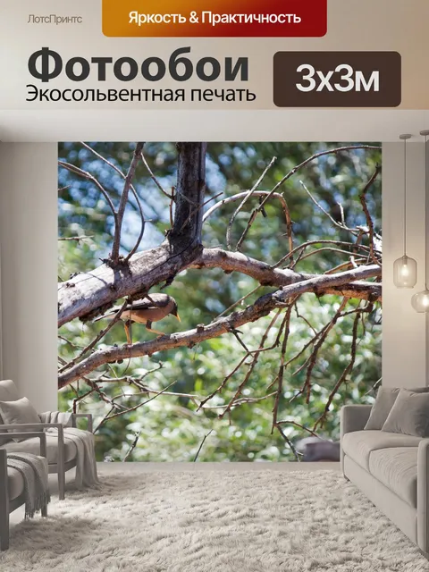 Фотообои Индийская майна птица на дереве