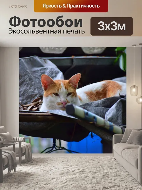 Фотообои Кот