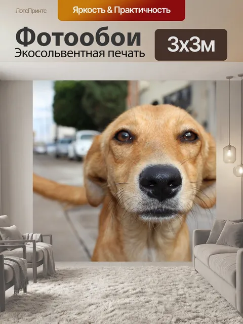 Фотообои Собака