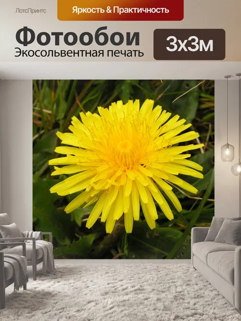 Фотообои Одуванчик