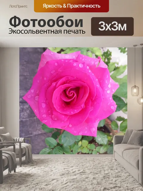 Фотообои Розовая роза