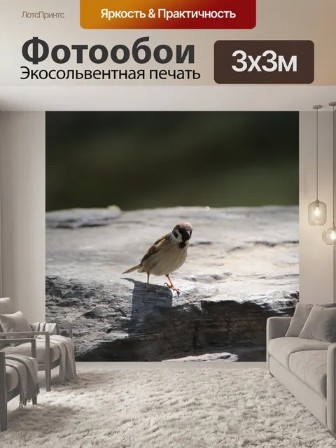Фотообои Воробей
