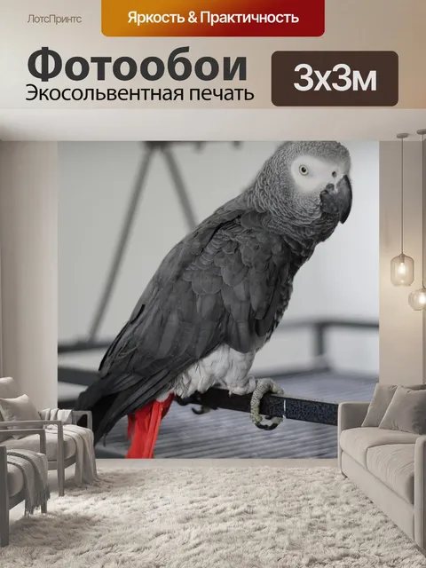 Фотообои Африканский серый попугай