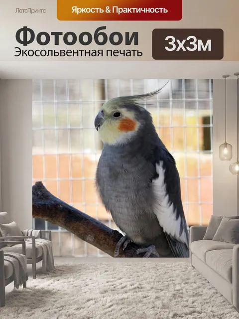 Фотообои Птица, Cockatiel