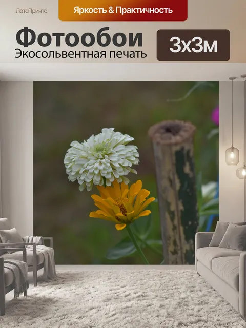 Фотообои Хризантема