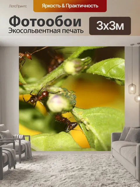Фотообои Макрос