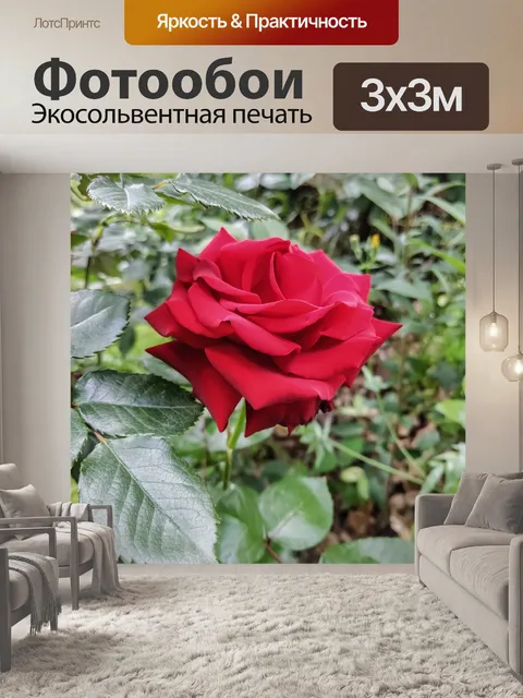 Фотообои Роза