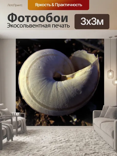 Фотообои Оболочка