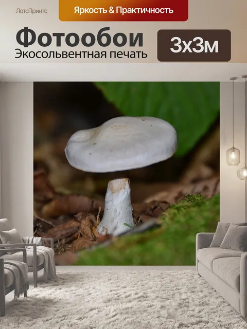 Фотообои Гриб