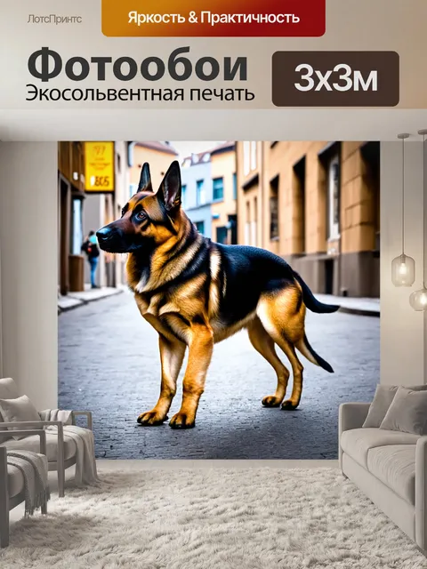 Фотообои овчарка в городской среде, исследующая улицы