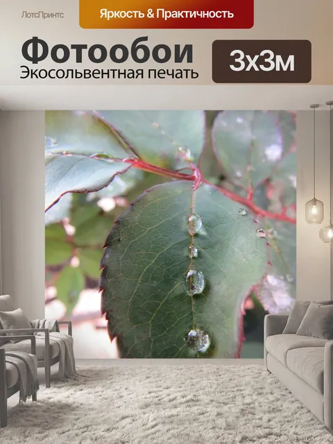 Фотообои Роза
