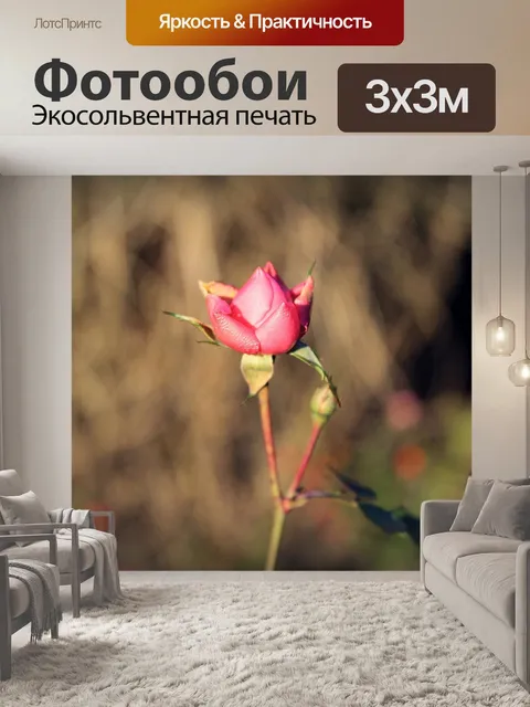 Фотообои Роза