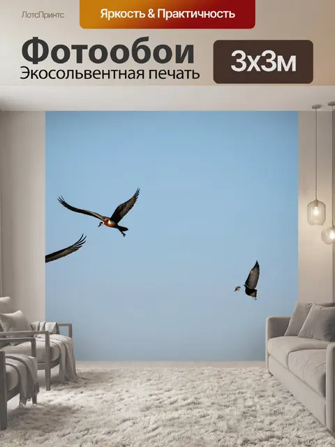 Фотообои птицы в полете на фоне ясного неба