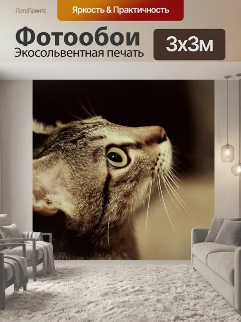 Фотообои Кошка