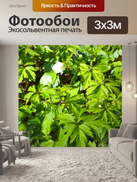Фотообои Лесные цветы