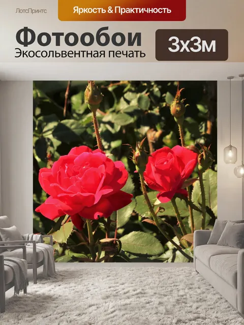 Фотообои Две красные розы на кусте